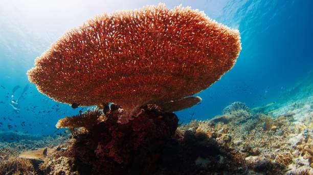 zdrowa rafa koralowa pod wodą w parku narodowym komodo w indonezji - przeniesienie na dół zdjęcia i obrazy z banku zdjęć
