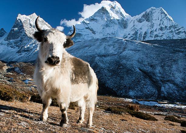 istock yak on pasture and ama dablam peak 178428422