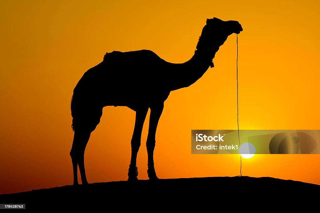Silhueta de um camelo ao pôr-do-sol, Índia. - Royalty-free Animal Foto de stock