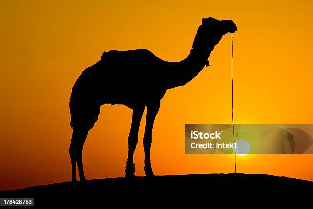 Silhueta De Um Camelo Ao Pôrdosol Índia - Fotografias de stock e mais imagens de Animal - Animal, Ao Ar Livre, Camelo