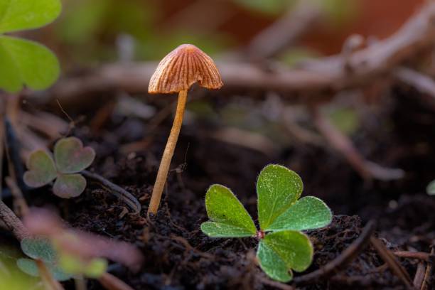 istock Small mushroom in the foreground in the undergrowth 1784288709