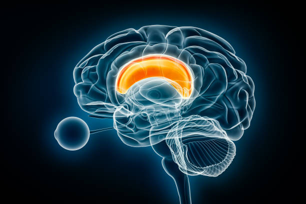 istock Corpus callosum x-ray view 3D rendering illustration. Human brain and nervous system anatomy, medical, healthcare, science, neuroscience, neurology, biology concepts. 1784289933