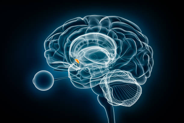 istock Septal Nucleus x-ray view 3D rendering illustration. Human brain and limbic system anatomy, medical, healthcare, biology, science, neuroscience, neurology concepts. 1784289956