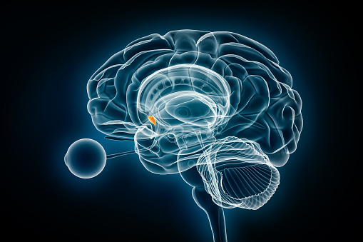 Septal Nucleus x-ray view 3D rendering illustration. Human brain and limbic system anatomy, medical, healthcare, biology, science, neuroscience, neurology concepts.