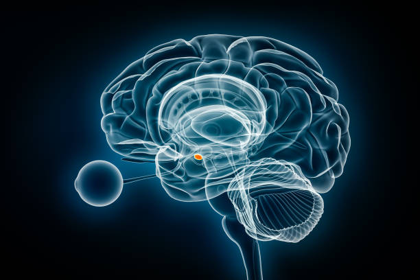 istock Mammillary bodies x-ray view 3D rendering illustration. Human brain and limbic system anatomy, medical, healthcare, biology, science, neuroscience, neurology concepts. 1784291050