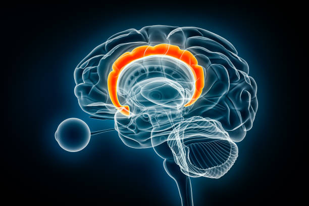 istock Cingulate gyrus x-ray view 3D rendering illustration. Human brain and limbic system anatomy, medical, healthcare, biology, science, neuroscience, neurology concepts. 1784291554