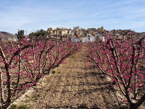 Peach trees fields in bloom during spring in Cieza, Murcia Region, Spain.