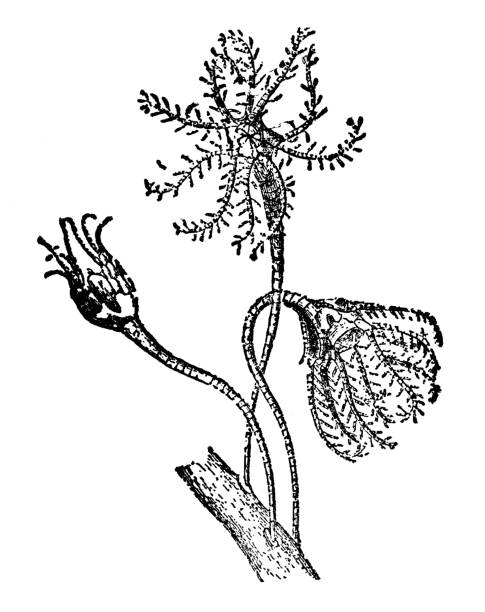 ilustrações de stock, clip art, desenhos animados e ícones de mediterranean feather star crinoid (antedon mediterranea) - 19th century - etching starfish engraving engraved image