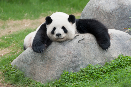 Giant panda bear sleeping