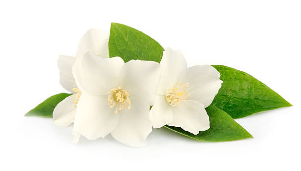 istock Flowers of jasmine 178429840