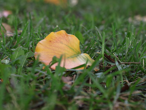 A piece of fallen leaf on grass