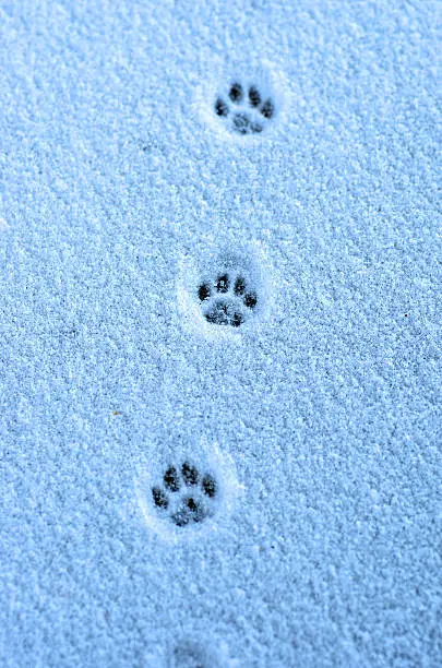 Hare trace on a fresh snow