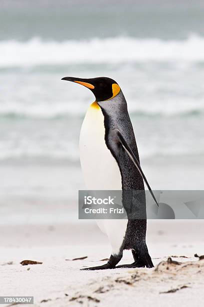 Re Pinguini Isole Falkland - Fotografie stock e altre immagini di Adulto - Adulto, Ambientazione esterna, Animale