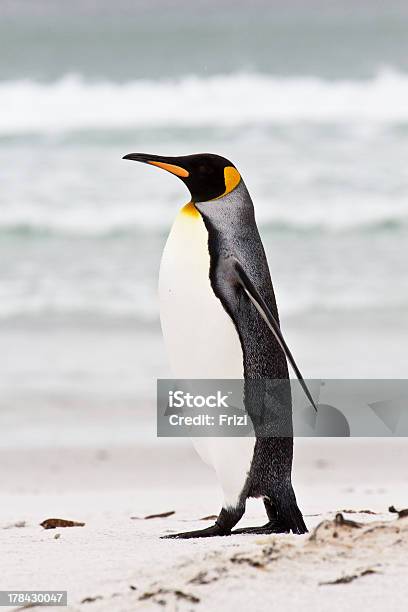 Foto de Pinguimrei Ilhas Falkland e mais fotos de stock de Adulto - Adulto, Animais caçando, Animal