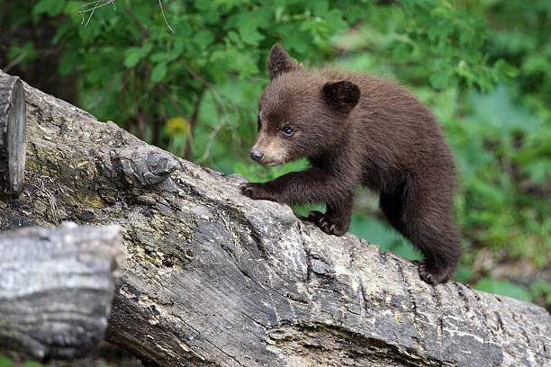 istock North American Black Bear cub in forest 178430075