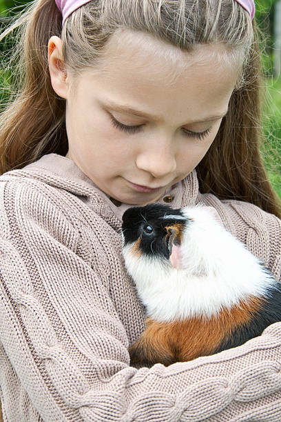 ギニーピッグ - guinea pig pets child stroking ストックフォトと画��像
