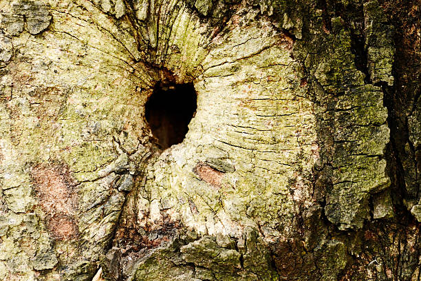 stary, tło kory drzew - tree hole bark brown zdjęcia i obrazy z banku zdjęć