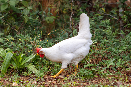 White leghorn chicken hen foraging