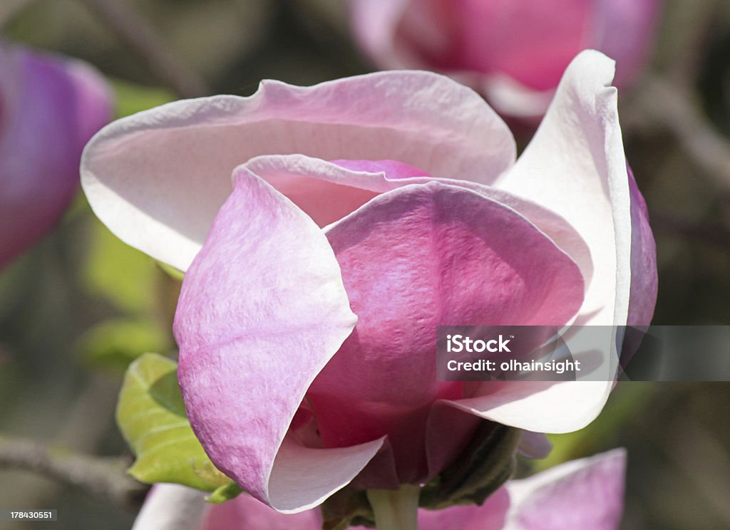 Nahaufnahme der magnolia Baum Blüte - Lizenzfrei Ast - Pflanzenbestandteil Stock-Foto