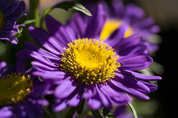 Purple Aster Daisy stock photo