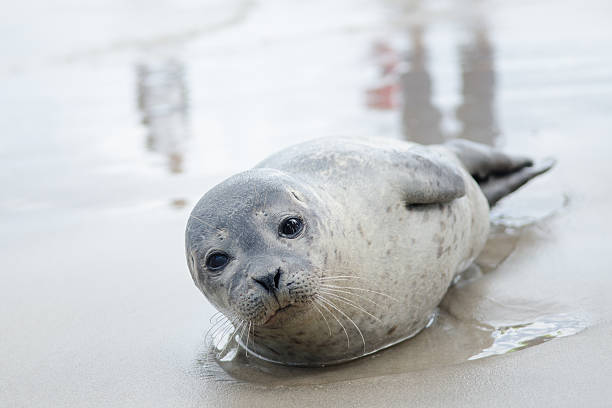 istock Little Seal in Skagen 178430582