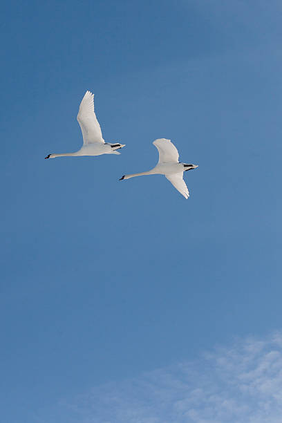 cygnes volant - plane ticket photos et images de collection