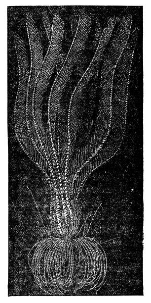 ilustrações de stock, clip art, desenhos animados e ícones de rosy feather star crinoid (antedon bifida) - 19th century - etching starfish engraving engraved image