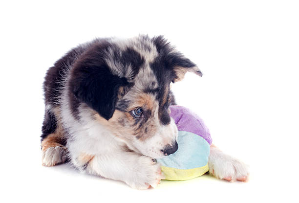 portrait of puppy border collie playing with a ball in front of white background