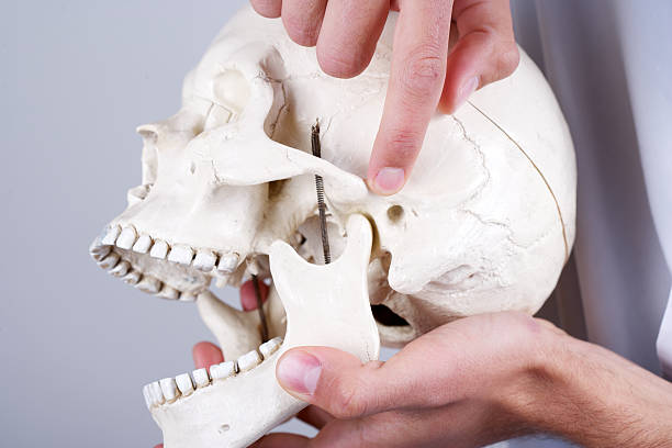 doctor showing temporomandibular joint Doctor holding a synthetic skull and pointing at temporomandibular joint (articulation temporomandibularis). jaw pain stock pictures, royalty-free photos & images