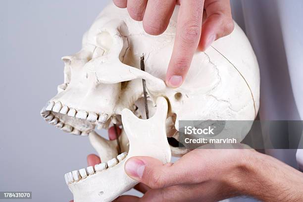 Doctor Showing Temporomandibular Joint Stock Photo - Download Image Now - Human Jaw Bone, Pain, Temperomandibular Joint