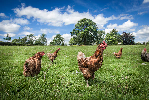 Free Range Chickens Free range chickens roaming in a meadow free range stock pictures, royalty-free photos & images