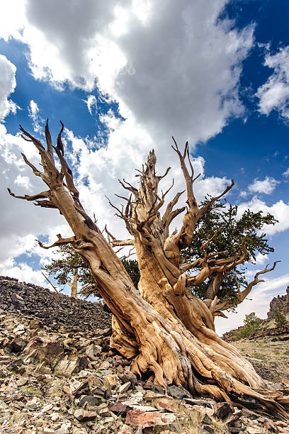 늙음 나무 - bristlecone pine pine tree tree forest 뉴스 사진 이미지