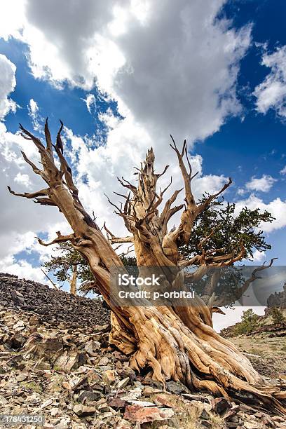 Stare Drzewo - zdjęcia stockowe i więcej obrazów Sosna oścista - Sosna oścista, Bór sosnowy, Chmura