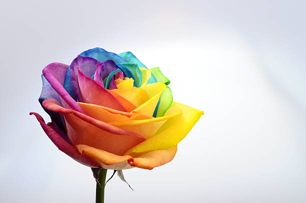 istock Close up of rainbow rose flower 178431303