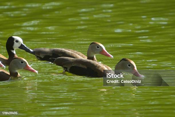 Patos Nadando - Fotografias de stock e mais imagens de América do Norte - América do Norte, Animal, Animal selvagem