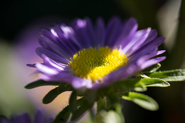 Purple Daisy stock photo