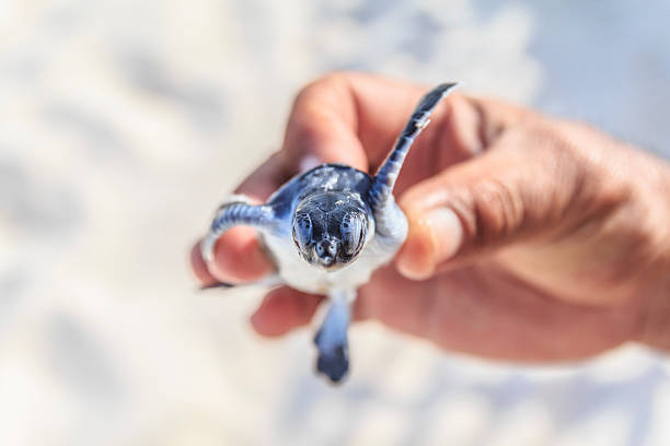 istock Baby sea turtle in hand. 178431661