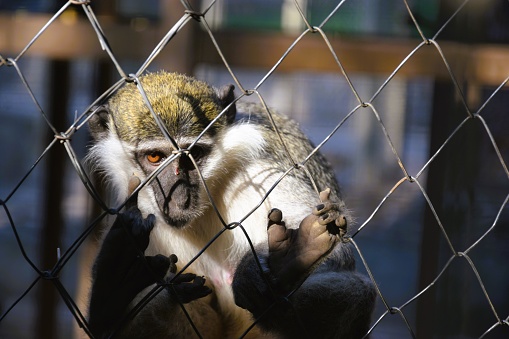 A monkey behind bars at the zoo