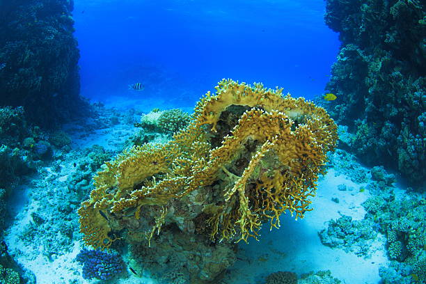 istock Marine Life in the Red Sea 178431785