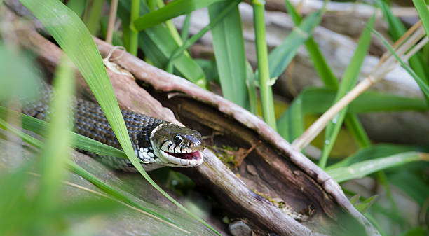 istock Grass snake close-up in its natural environment 178431842