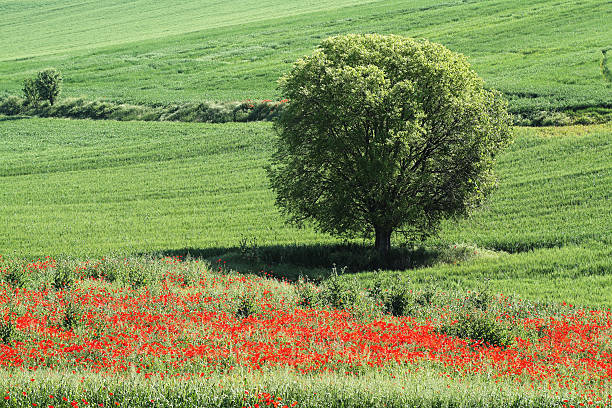 Tree and Poppies stock photo