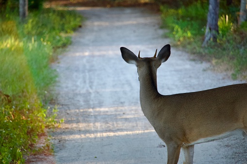 Very young white-tailed deer buck on a walking trail in the forest. His antlers are still very small and undeveloped.