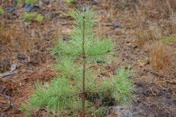 istock one small green pine tree on gray dry needles and ground 1784327959