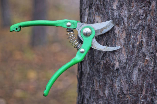 Overhead view of an open green gardening shears isolated on white background.