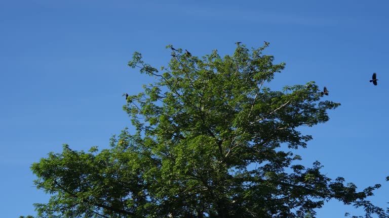 Peaceful slow motion crows near tree under blue sky