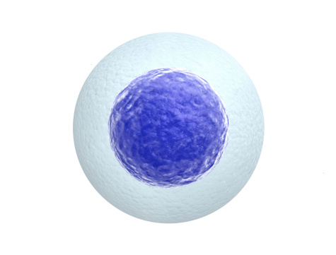 Highly detailed image of human egg cell isolated on white background.
