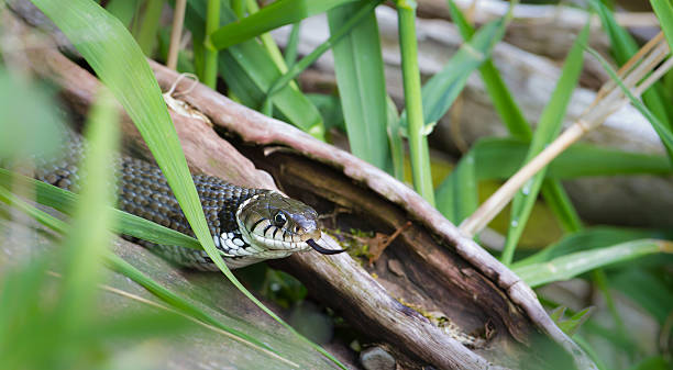 istock Grass snake close-up in its natural environment 178433177