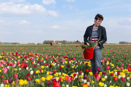 Woman  plucking flowers in Dutch tulips field