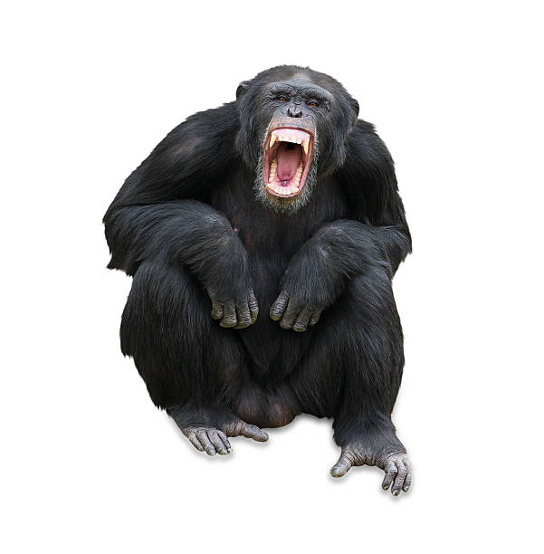 istock Portrait Of A Orangutan 178433530