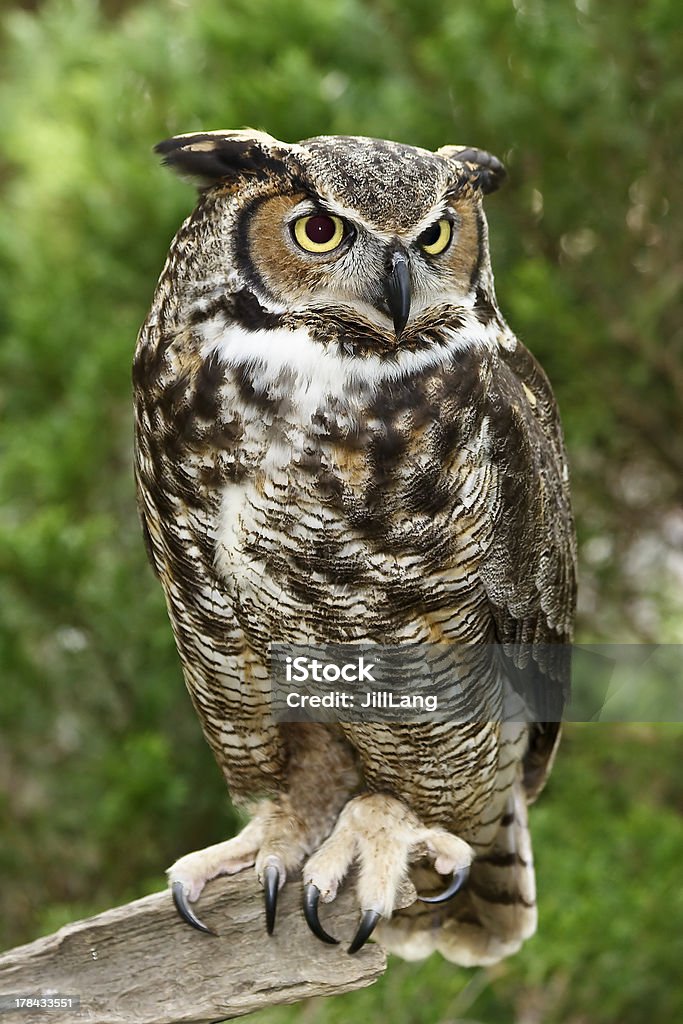 Great Horned Owl Great Horned Owl standing on a tree limb Great Horned Owl Stock Photo